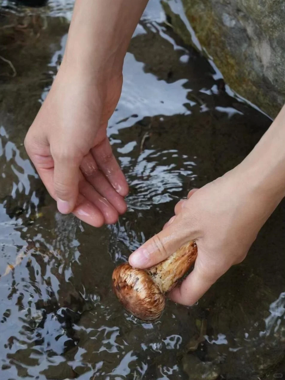 吃松茸前必知的禁忌,别踩坑!,国内代生的花费,国内借卵试管咨询